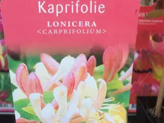 Kaprifolie