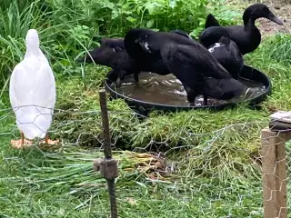 Løbeænder, 2 sorte andrikker