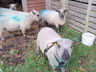 Shropshire vædder fra 2024