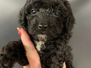 Cavapoo miniature klar i det Nye år 