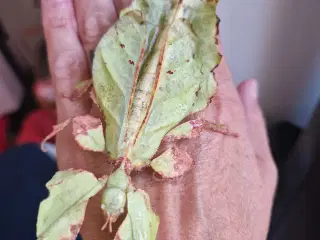 Gigantium vandrende blade