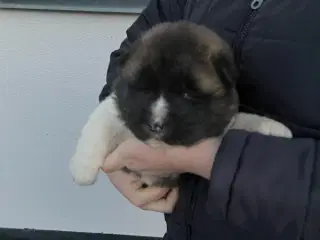 Hundehvalpe Akita American 