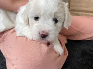 3 dejlige coton de tulear hvalpe søger nye familie