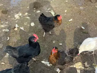 Æglæggende høns