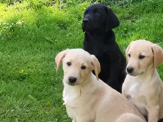 Labrador retriver