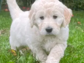 Doodle - Goldendoodle-hvalpe