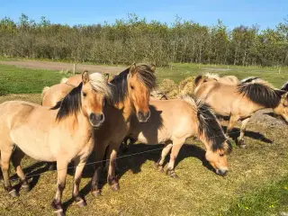 8 stk. 3 års Fjordheste krydsninger 