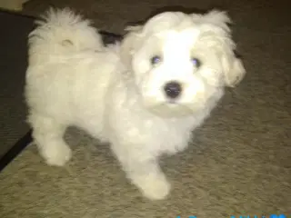 Coton de Tulear 