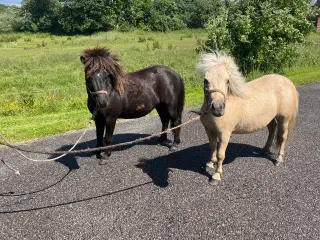 Pony heste