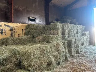 Hø til mindre kvæg hold
