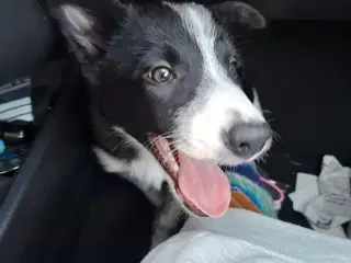 Border Collie pige