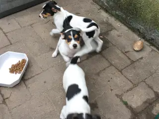 Dansk-Svensk Gårdhundehvalpe