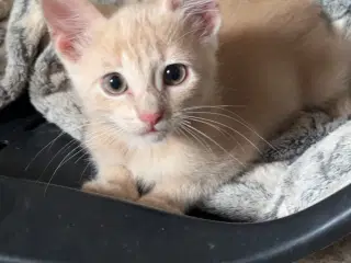 Kattekilling
