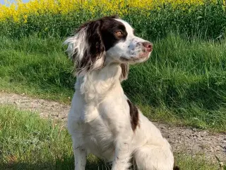 FT Cocker Spaniel tæve med stamtavle
