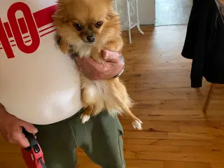 Sød lille hund 