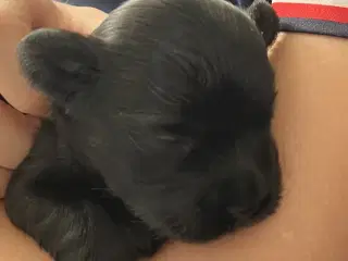 Skønne Bichon Havanais hvalpe søger kærlige hjem