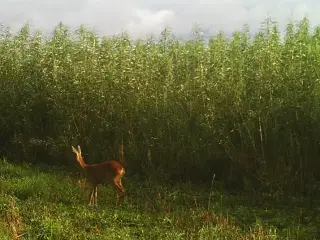 Energipil - jagtremise / Småbiotop 