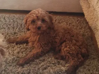 Cavapoo til salg 