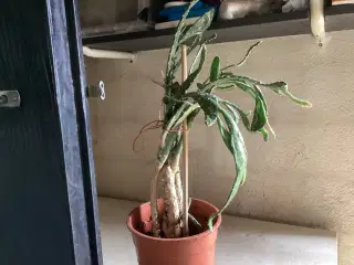 Stor kaktus