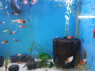 🐠 Platy akvariefisk sælges – flotte farver og sun