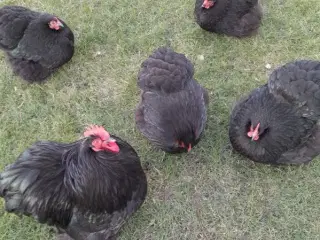 Dværghøns gives bort