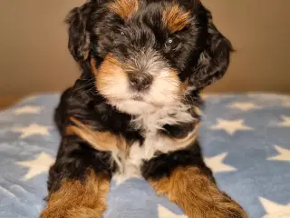 Havapoo hvalpe til salg