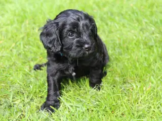 Cavapoo Hvalpe