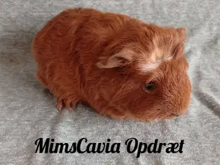 Marsvin, Unger fra reg opdræt. Piger og drenge