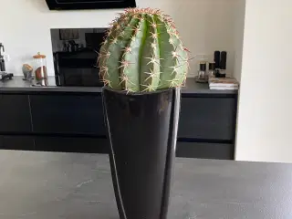 Kaktus i sort potte