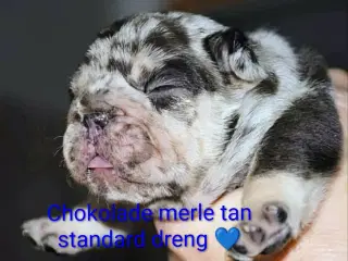 Fransk bulldog hvalp. NEDSAT!