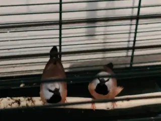 et par korthalet bæltefinker fra 2025 sælges 300kr