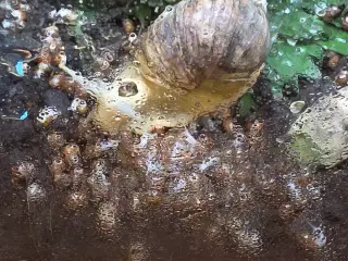 Congo snegle gives væk