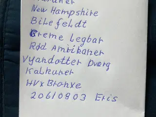 Daggamle og varme fri kyllinger
