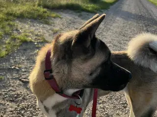 Amerikansk Akita søger nyt kærligt hjem