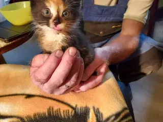 Gratis kattekillinger 