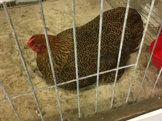 Kyllinger Wyandot Dværg Race