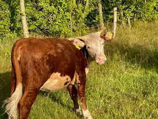 Kødkvæg kvier hereford kryds