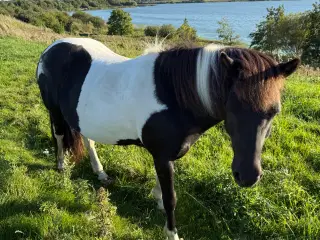 Verdens sødeste hest - islænder
