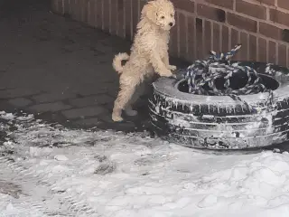 Smukkeste mellem puddeler 😍