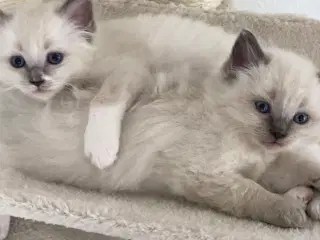 Ragdoll killing