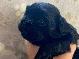 Shih Tzu hvalpe