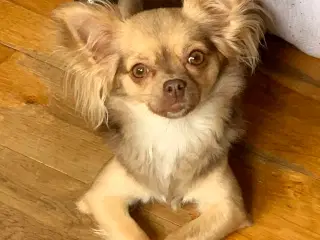 chihuahua tæve 4 år