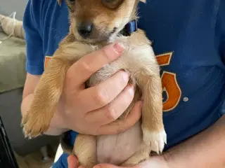 Hundehvalpe 7 uger gamle få stk tilbage