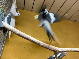 Hvide nymferparekitter par
