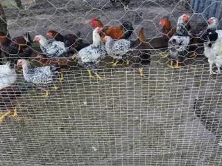 Wyandotter 