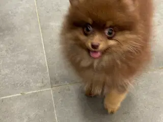 Pomerania hvalpe 1 pige tilbage 