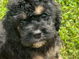 Skønne Amerikansk cockapoo