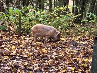 KuneKune gris orne 