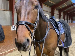 Super sød vallak sælges