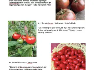 Økologiske Tomat planter fra Camilla Plum